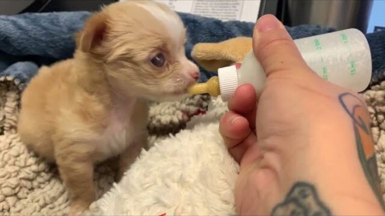 newborn puppy bottle fed