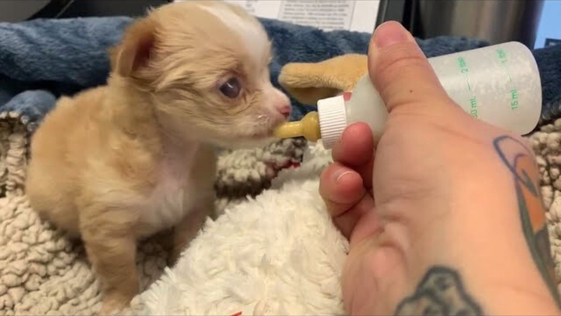 Newborn Puppy Rejected By Her Mom Gets A New Chance At Life Thanks To A Kind Rescuer