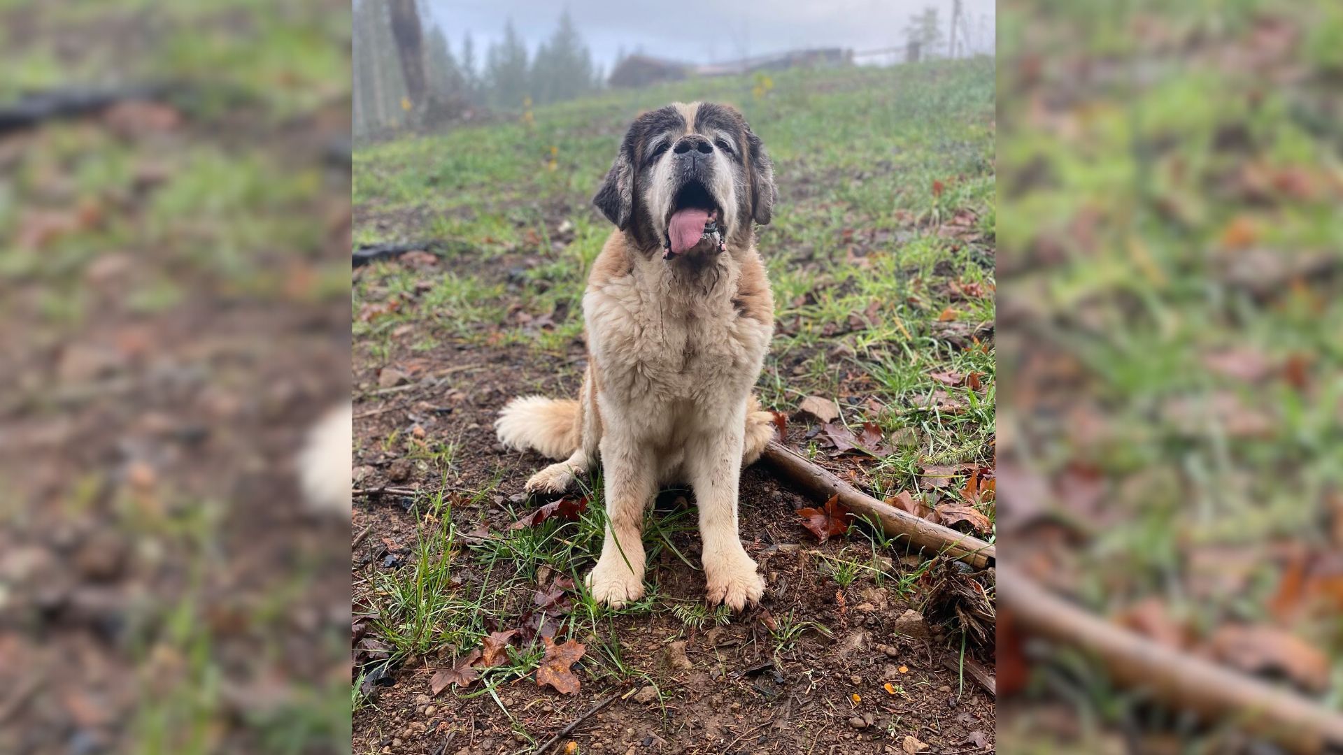 Man Received Surprising News Shortly After His Beloved Dog Passed Away