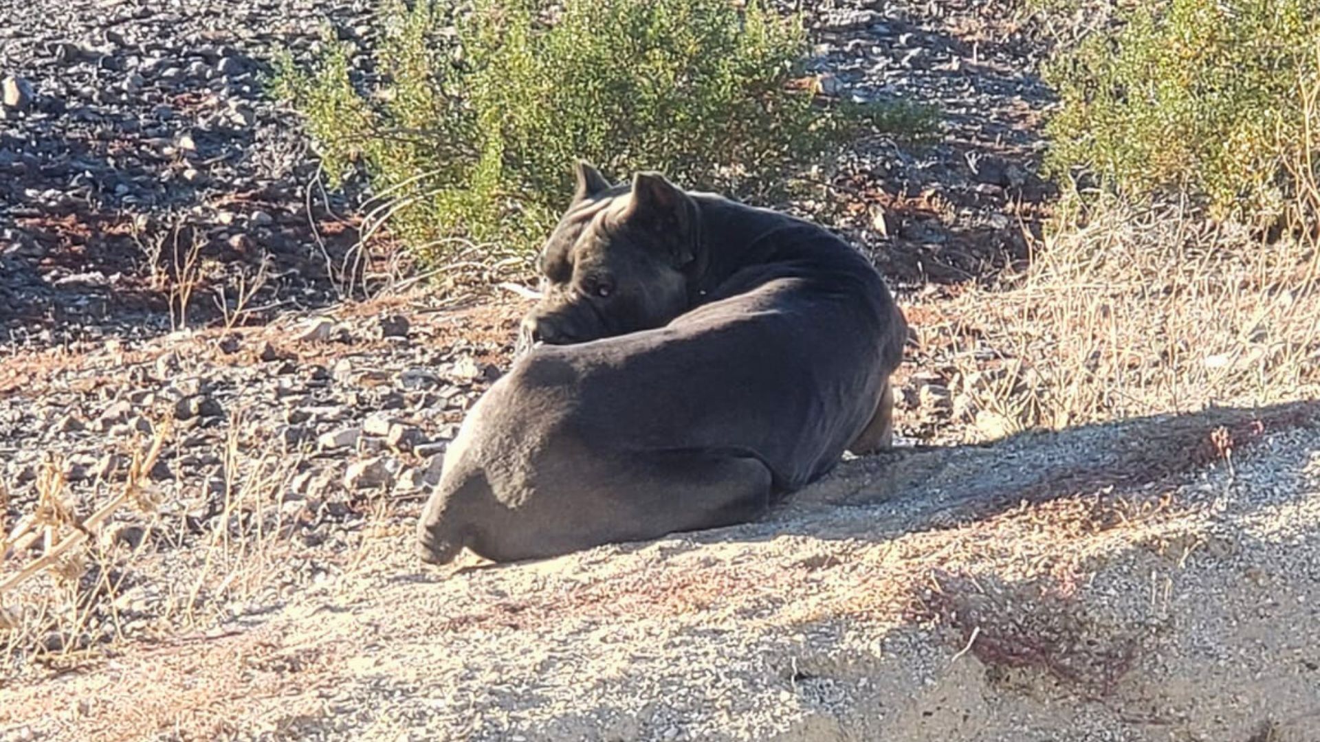 Owner Cruelly Abandons Cane Corso Deep In The Desert With No Food And Water