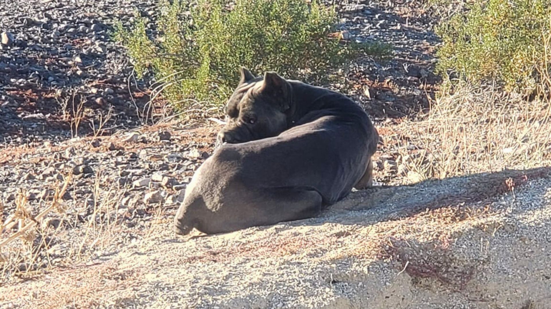 abandoned dog in a desert