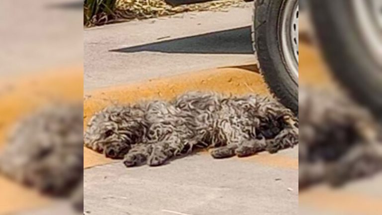 Fluffy dog