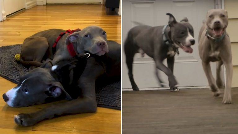 reunited pit bull puppies