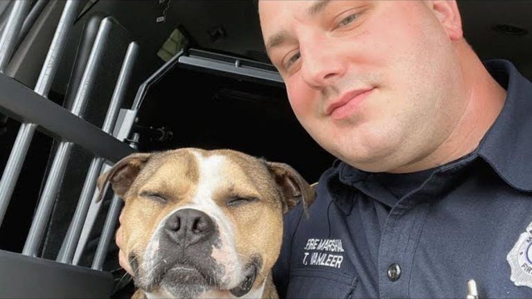 K9 and officer