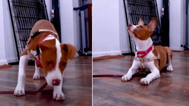 photo of pit bull