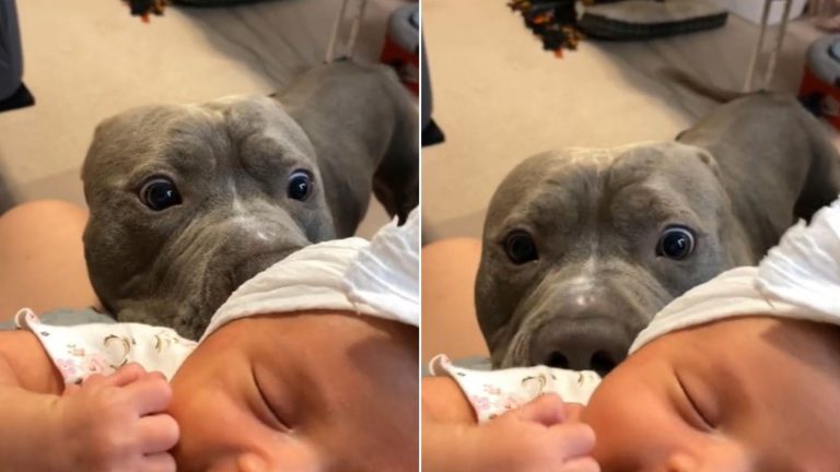 pit bull meeting new born baby sister