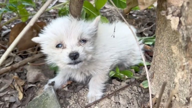 Poor abandoned puppy