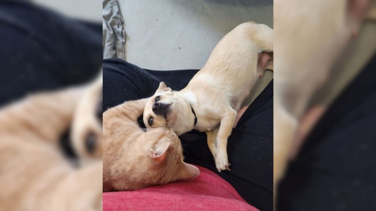 pregnant chihuahua and cat