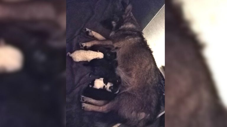 Pregnant Stray Dog