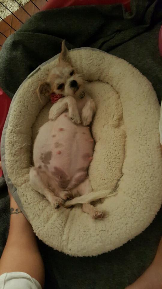 Pregnant white dog laying down
