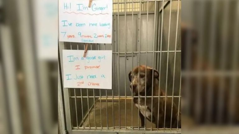 dog in kennel at the shelter