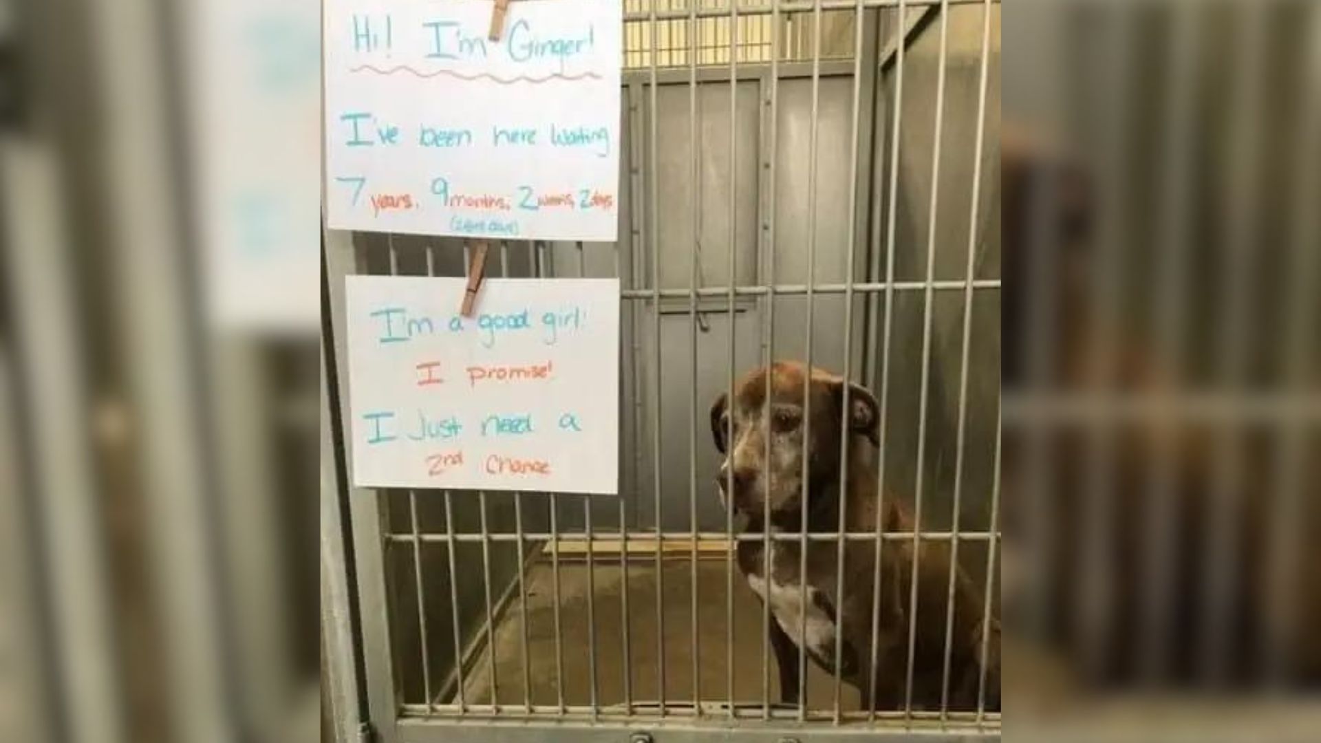 Overlooked Dog That Spent 10 Years In The Shelter Finally Goes Into A Forever Home