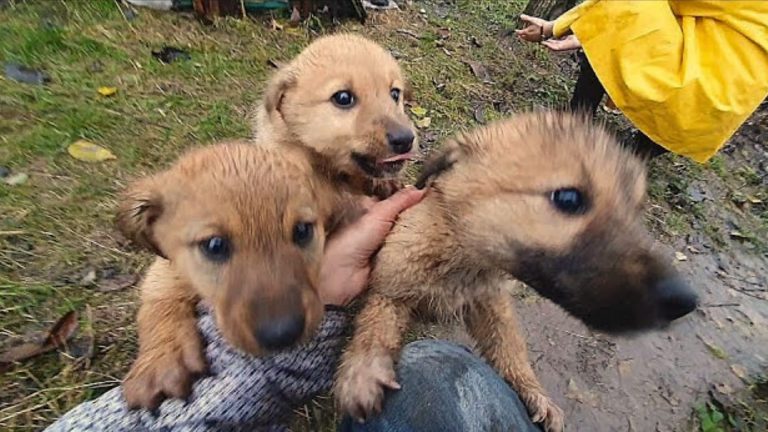 photo of three puppies