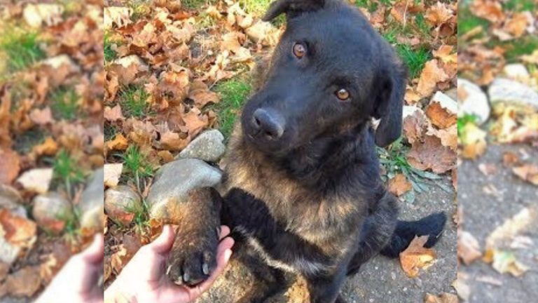 abandoned black dog