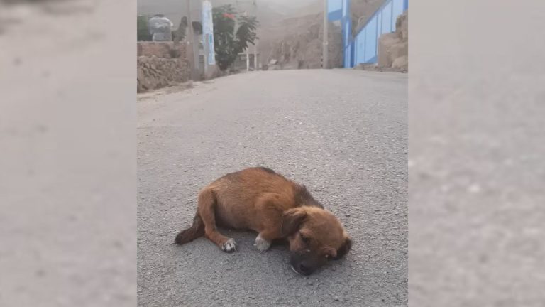 abandoned puppy lying on the street