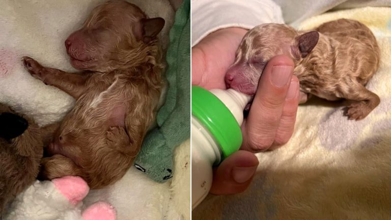 puppy with deformed leg