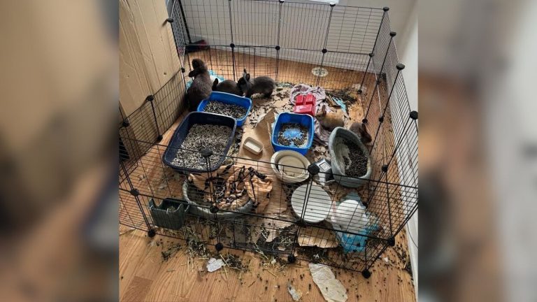 bunnies in the house