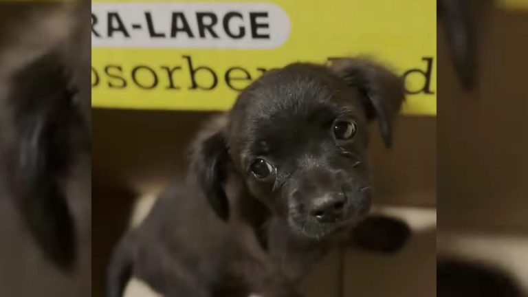 Cute black puppy