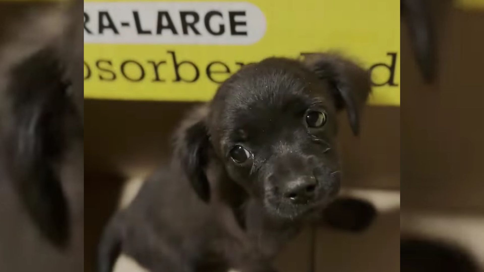Cute black puppy