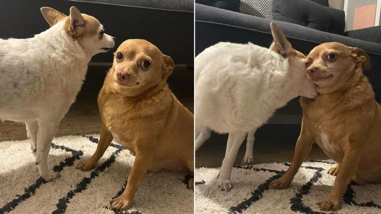 Chihuahua and other dog