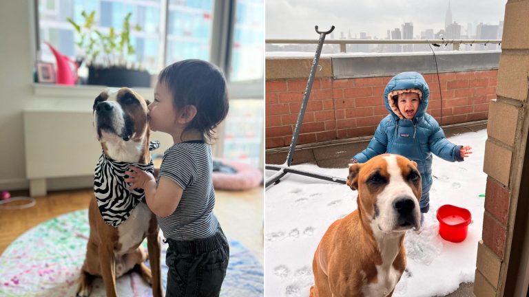 rescue dog and a little boy