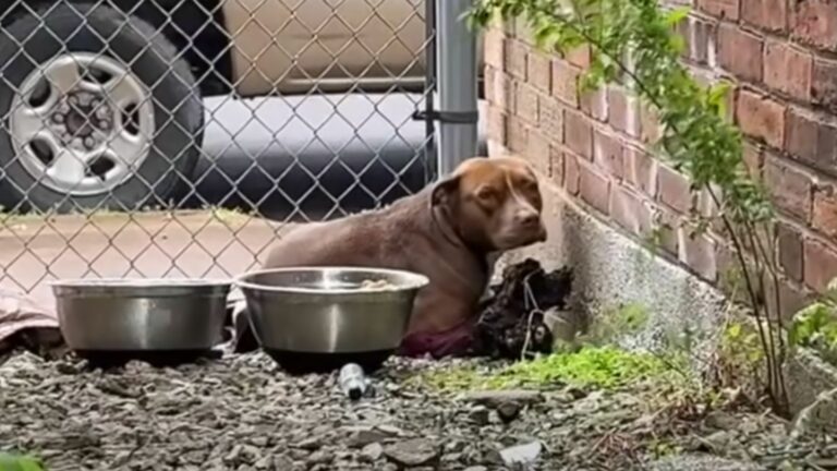 dog hiding in the corner
