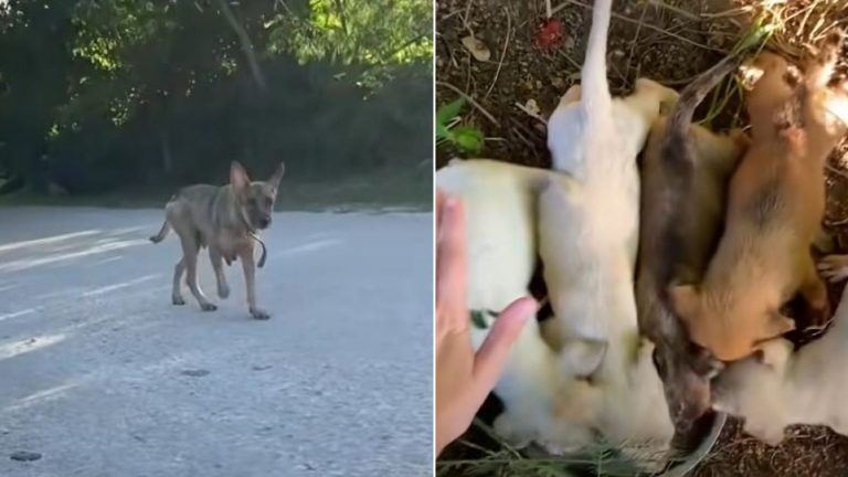 dog living in the woods