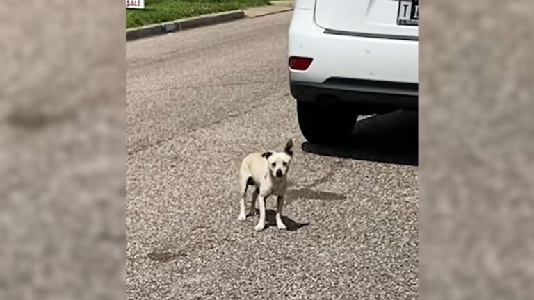 Cute white dog