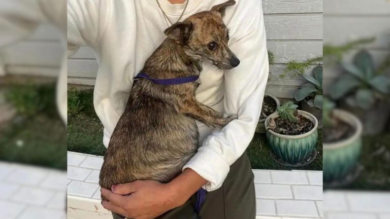 guy holding a dog in a hand