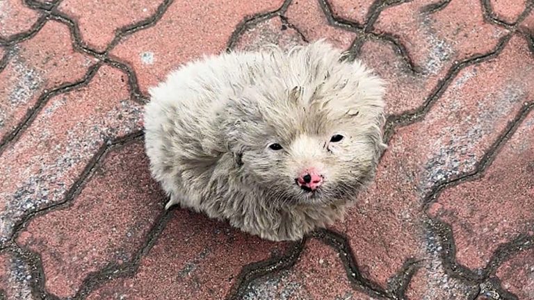 shivering pup near the road