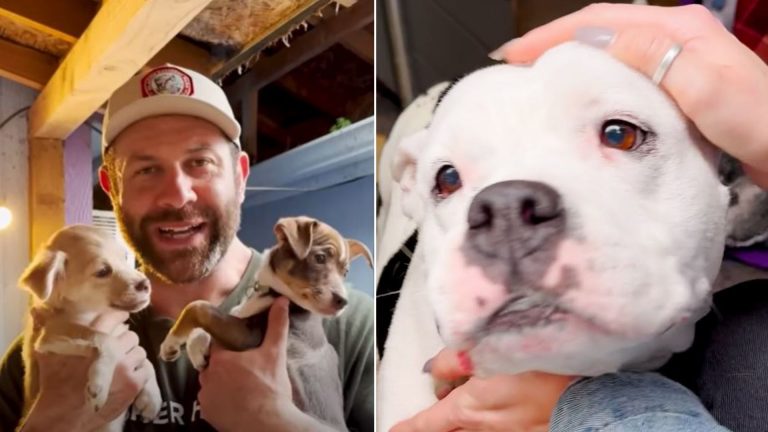 rescuer holding puppies