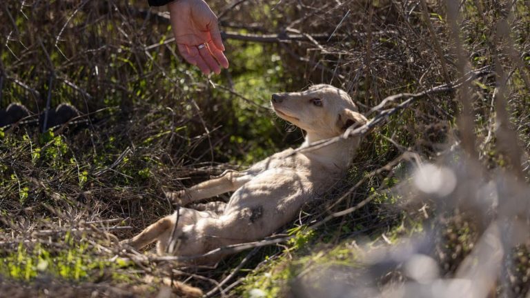 dog found in bushes
