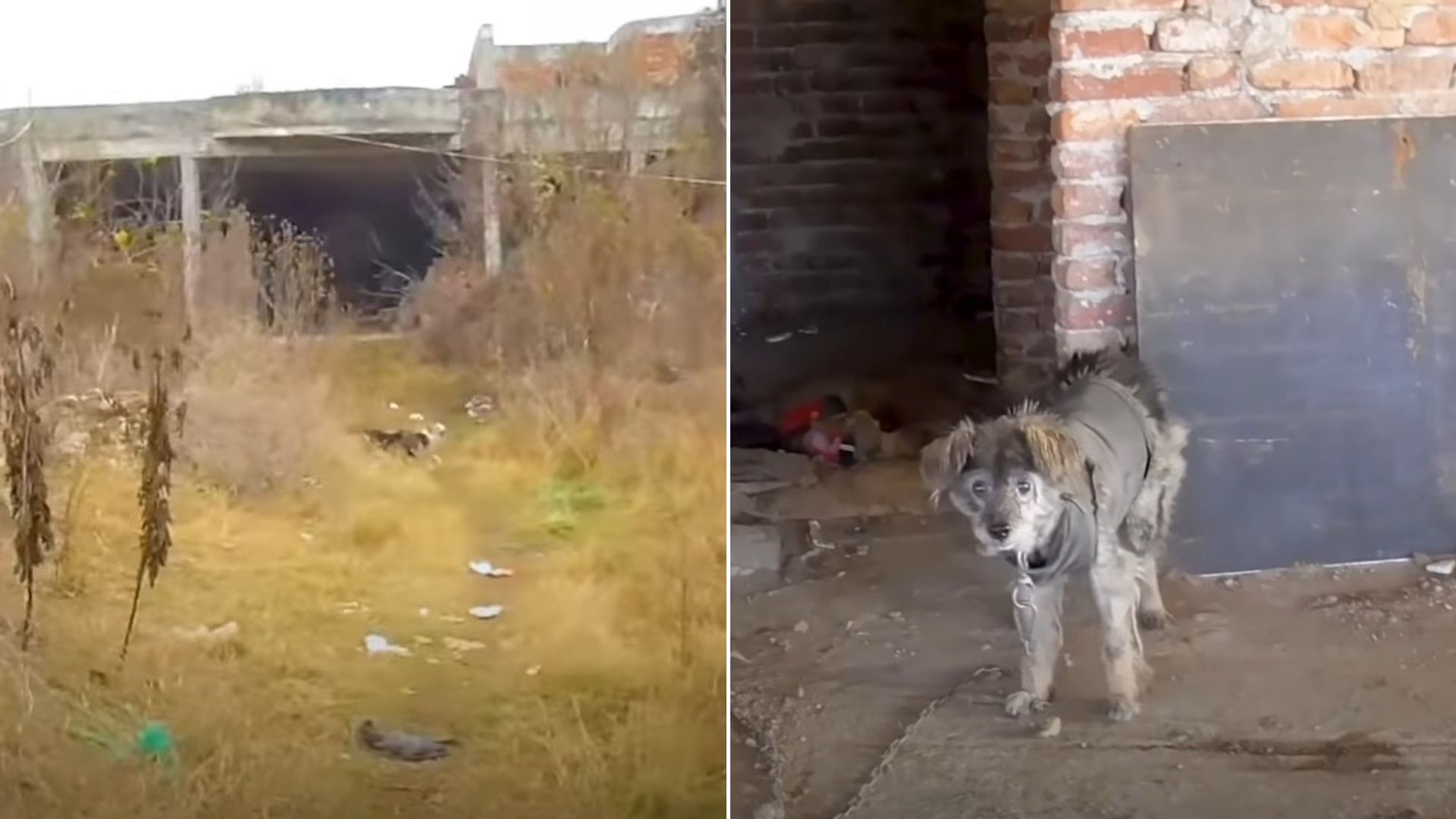 Rescuers Followed A Dog Into An Abandoned Building And Were Shocked By What They Saw
