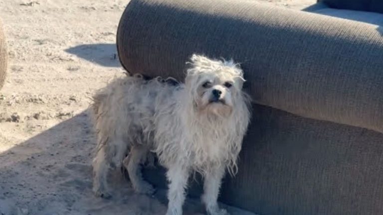 Stray white dog