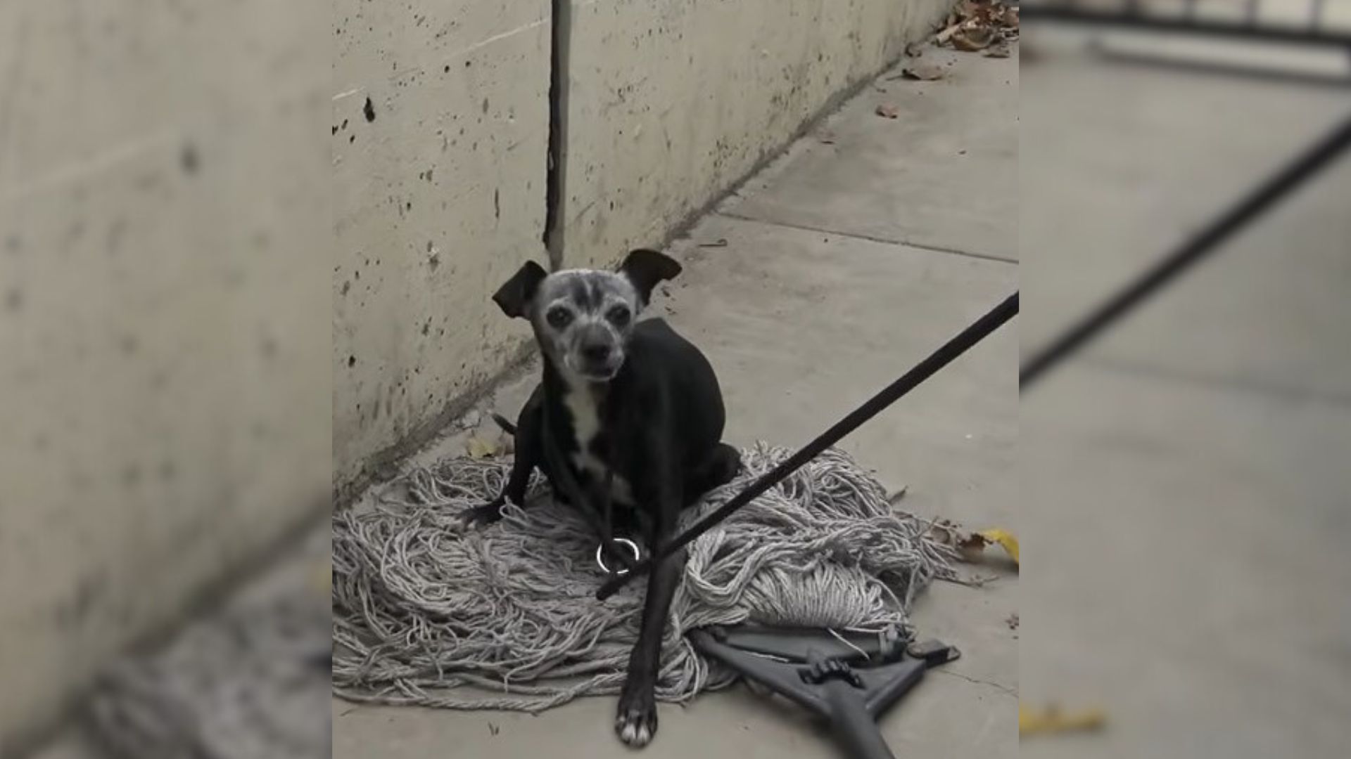 Rescuers From California Were Shocked When They Found An Injured Dog Lying On A Mop So They Went To Help