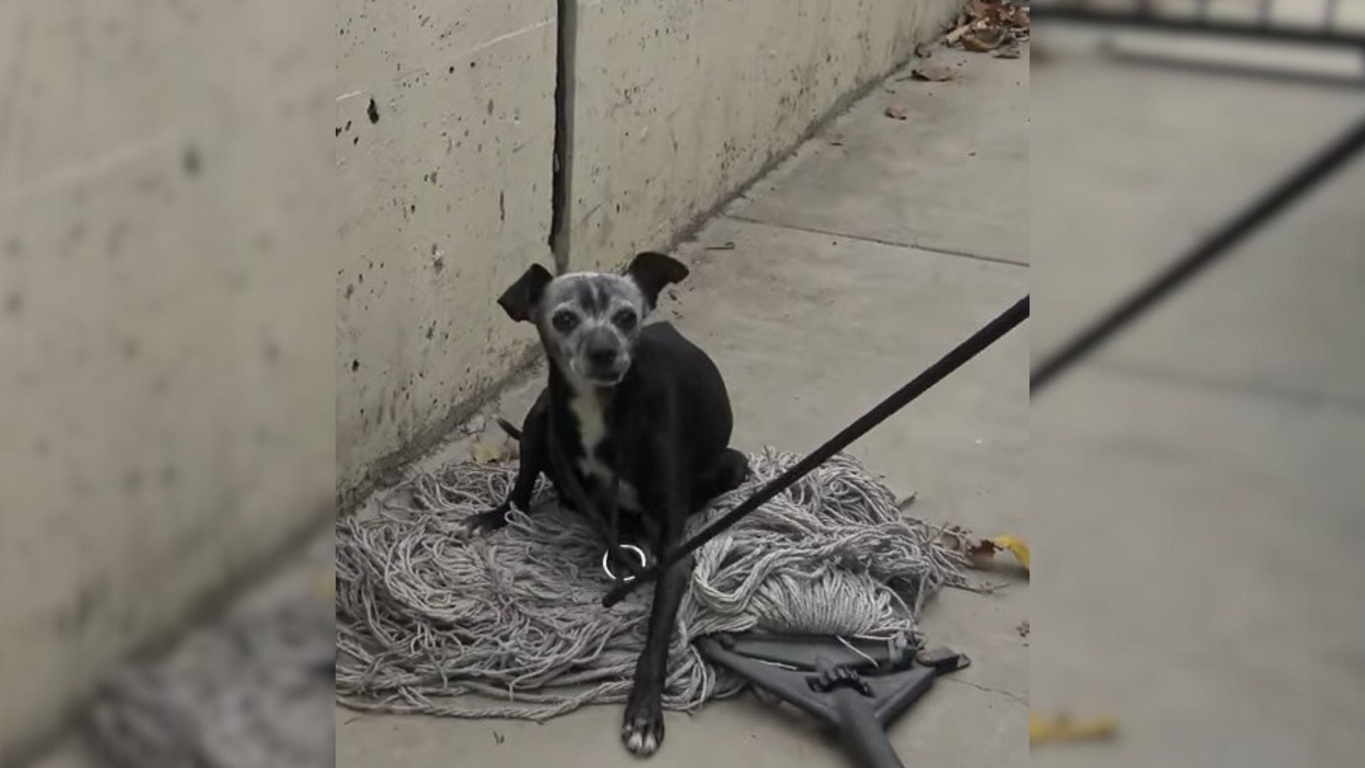 senior dog on a mop founded