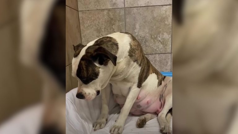 scared pregnant dog
