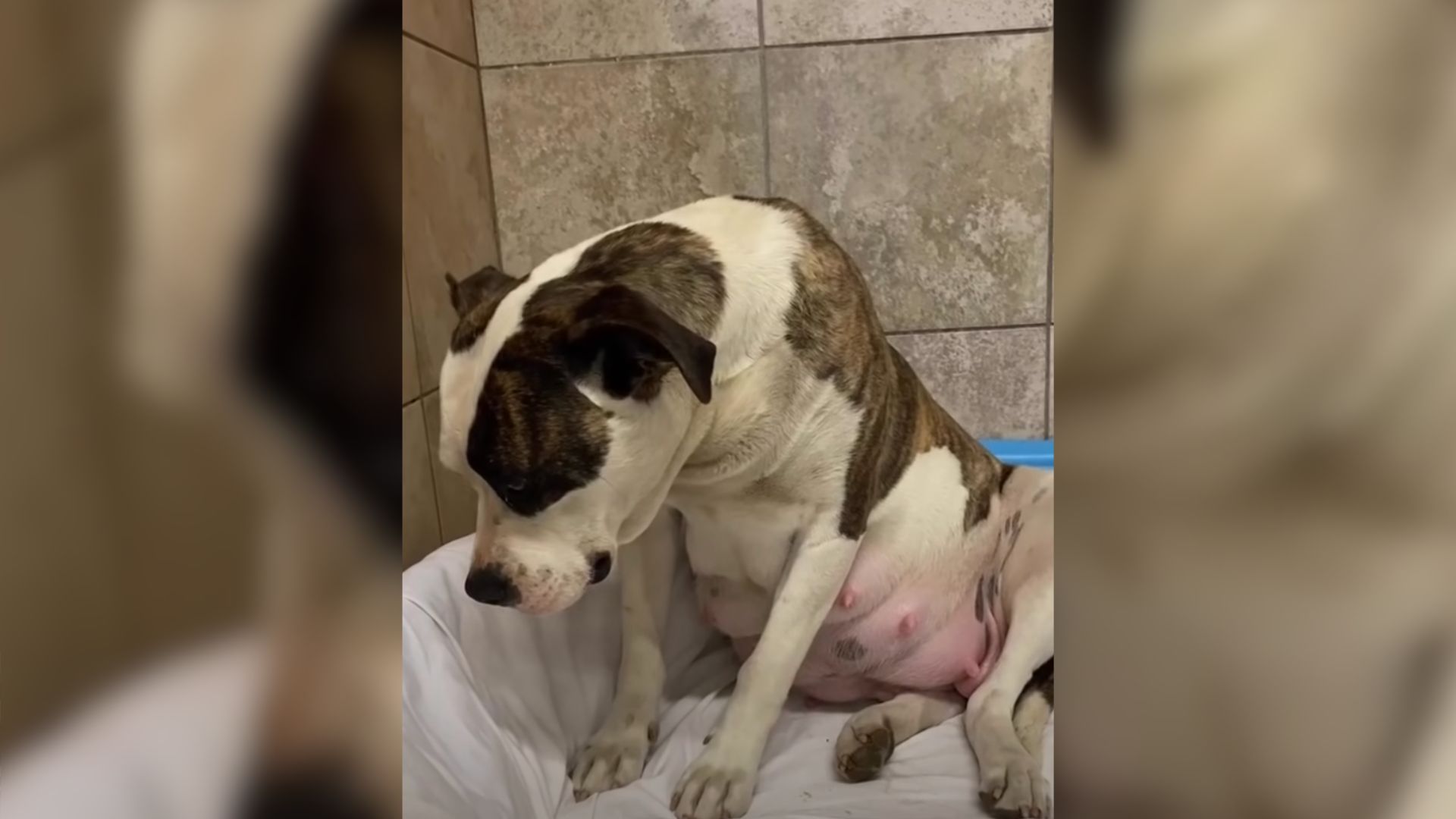 Rescuers Save A Scared Pregnant Dog And Help Her Realize That She Is Finally Safe