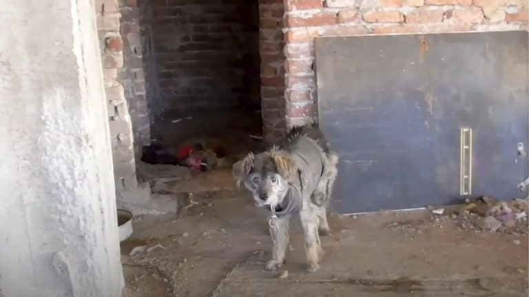 scared dog in the abandoned house