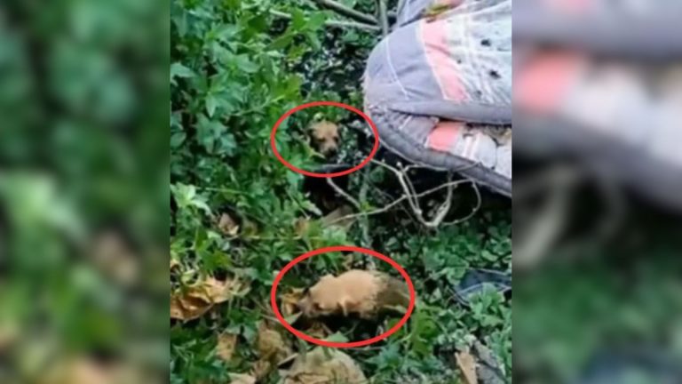 tiny puppies dumped in the lake