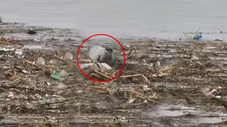 Animal in a flooded river