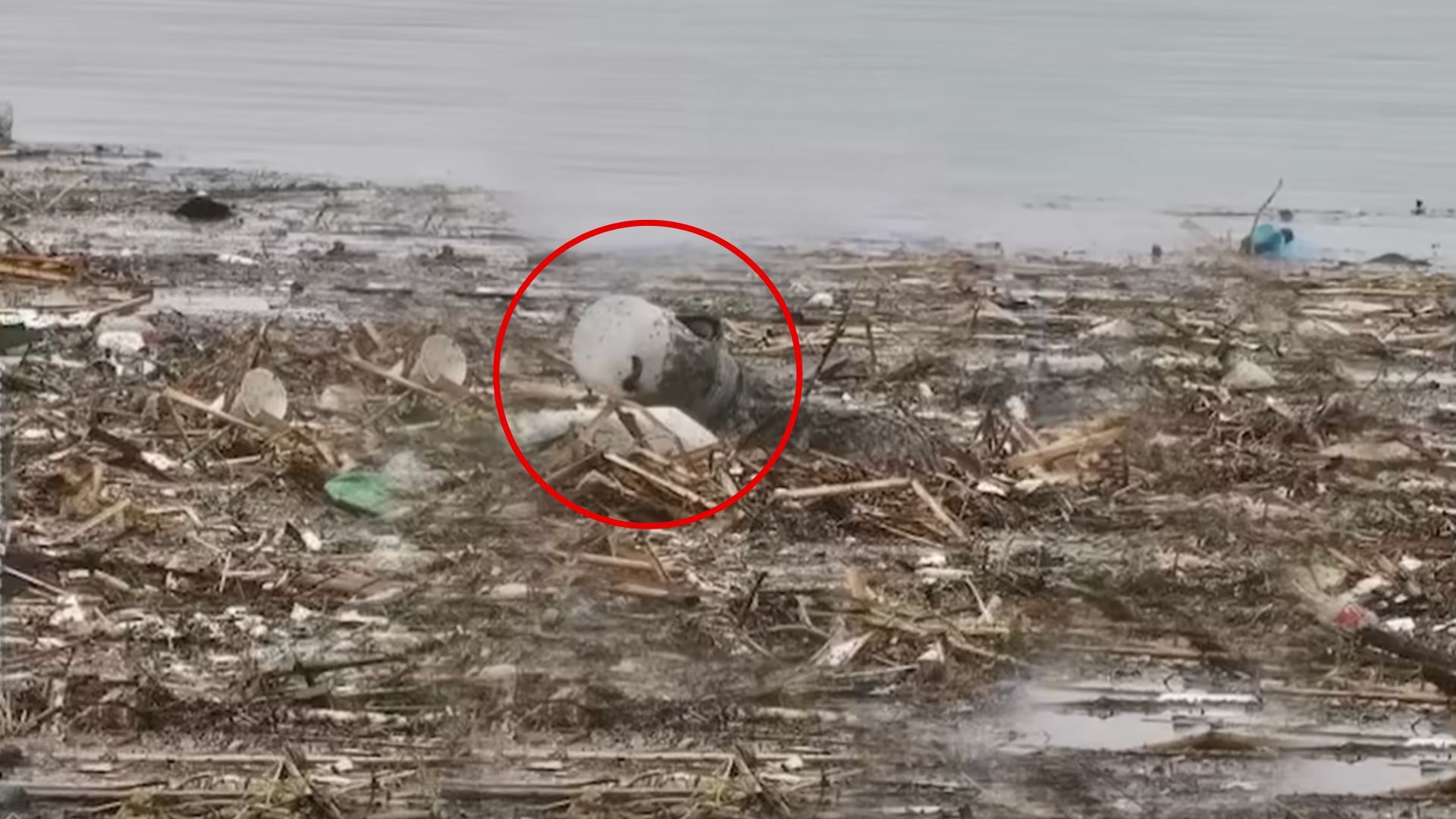 Rescuers Shocked When Find Out What Animal They Actually Saved From A Flooded River