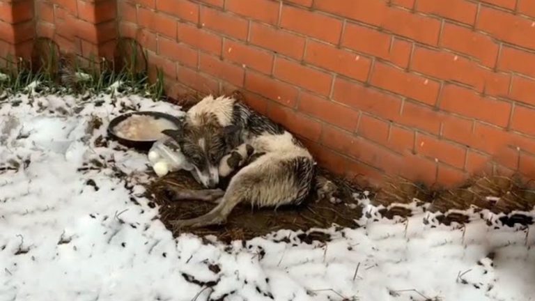 abandoned dog with puppies