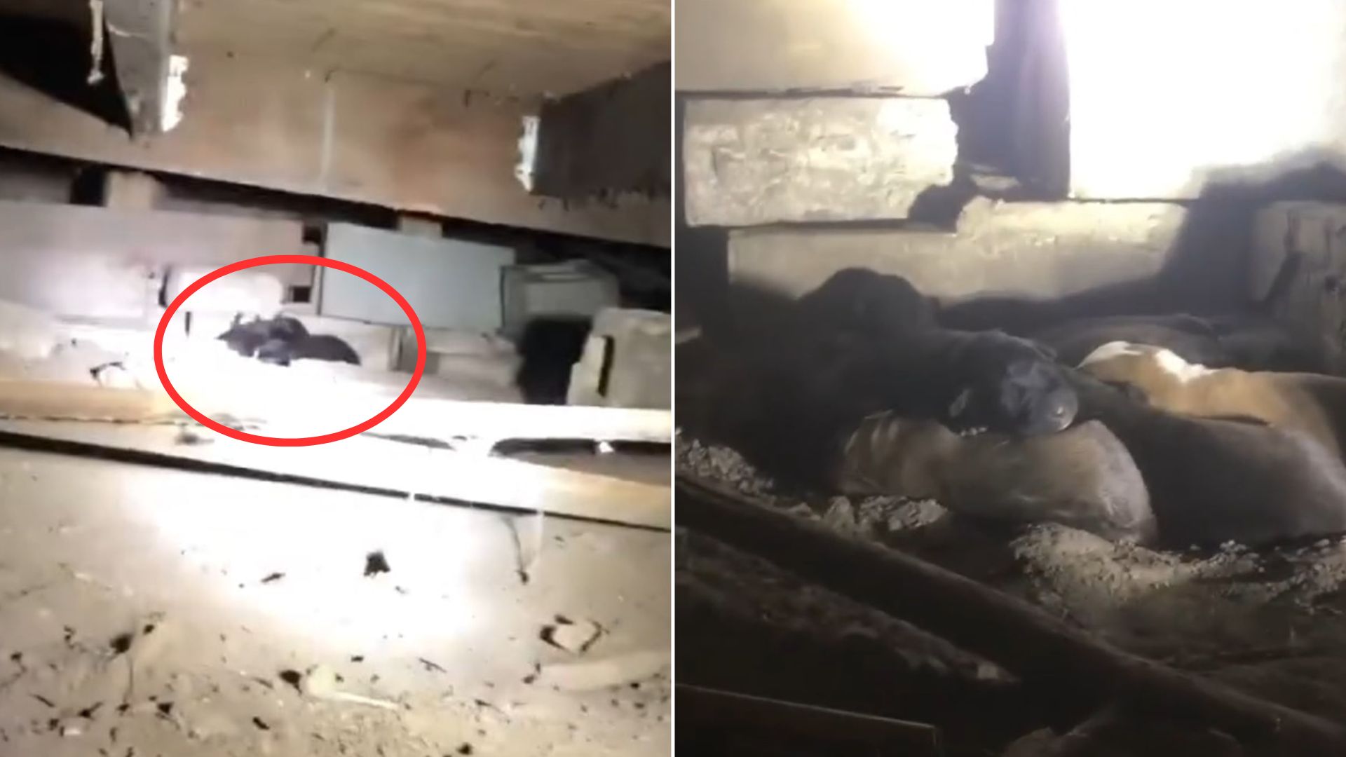 Rescuers Rush To Save A Skinny Dog, Then Hear Loud Crying Noises From The Abandoned House
