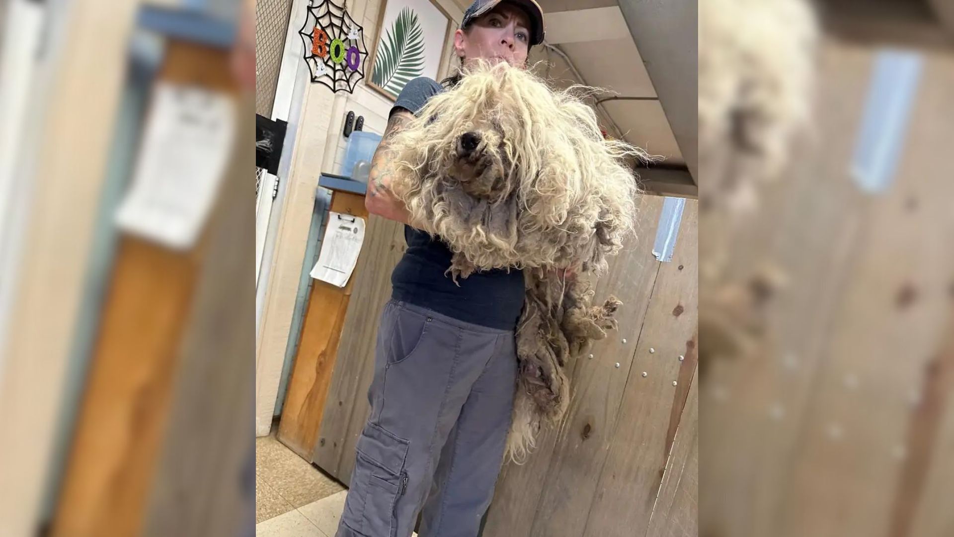 Rescuers Found A Dog Who Was Severely Matted And Helped Him Transform Completely