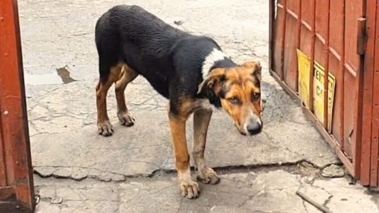 Sad dog