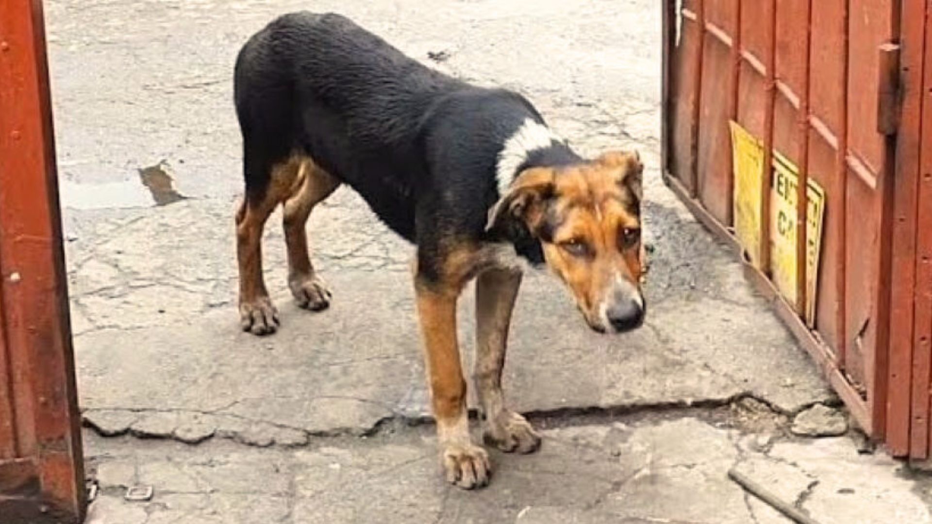 Sad dog