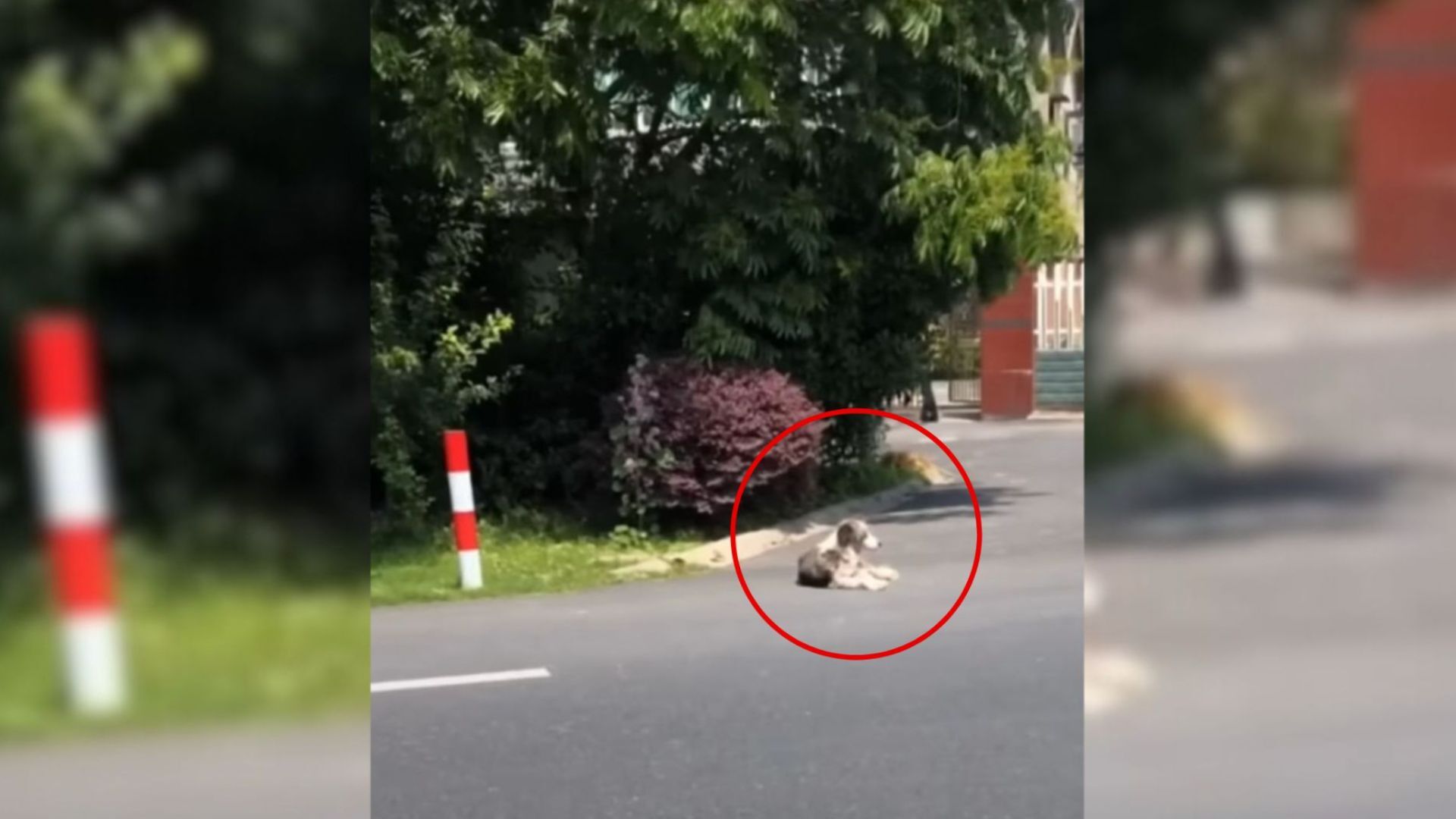 dog lying on a dangerous road