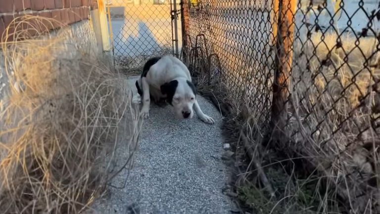 scared stray pup
