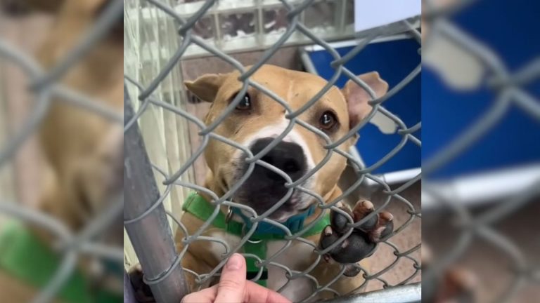 scary dog in shelter